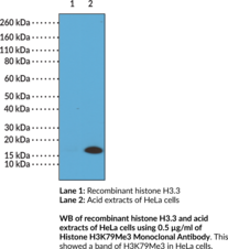 Immunogen: A peptide corresponding to H3K79Me3 • Host: Rabbit • Species Reactivity: (+) Vertebrates • Cross Reactivity: (+) H3K79Me3; (-) Unmodified H3K79