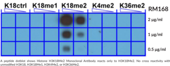 Immunogen: Peptide corresponding to H3K18Me2 • Host: Rabbit • Species Reactivity: (+) Vertebrates • Cross Reactivity: (+) H3K18Me2; (-) Unmodified H3K18