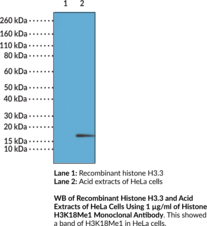 Immunogen: Peptide corresponding to H3K18Me1 • Host: Rabbit • Species Reactivity: (+) Vertebrates • Cross Reactivity: (+) H3K18Me1; (-) Unmodified H3K18