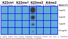Immunogen: Peptide corresponding to H3K23Me2 • Host: Rabbit • Species Reactivity: (+) Vertebrates • Cross Reactivity: (+) H3K23Me2; (-) Unmodified H3K23