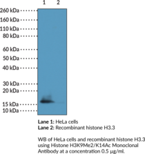 Immunogen: Peptide corresponding to H3K9Me2/K14Ac • Host: Rabbit • Species Reactivity: (+) Human • Cross Reactivity: (+) H3K9Me2/K14Ac; (-) Unmodified histone H3