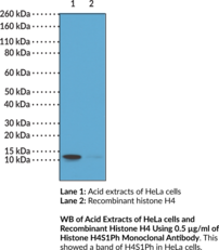 Immunogen: Peptide corresponding to H4S1Ph • Host: Rabbit • Species Reactivity: (+) Vertebrates • Cross Reactivity: (+) H4S1Ph