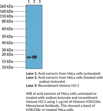 Immunogen: Peptide corresponding to H3K23Ac • Host: Rabbit • Species Reactivity: (+) Vertebrates • Cross Reactivity: (+) H3K23Ac; (-) Unmodified H3K23