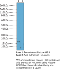 Immunogen: Peptide corresponding to H3K56Me1 • Host: Rabbit • Species Reactivity: (+) Vertebrates • Cross Reactivity: (+) H3K56Me1; (-) Unmodified H3K56