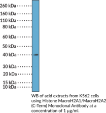 Immunogen: Peptide corresponding to the C-terminus of human macroH2A1 • Host: Rabbit • Species Reactivity: (+) Vertebrates • Cross Reactivity: (+) MacroH2A1 and macroH2A2 independent of PTMs; (-) Other histones • Applications: ELISA