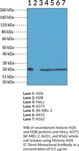 Immunogen: Peptide from the C-terminal region of human H2A • Host: Rabbit • Species Reactivity: (+) Vertebrates • Cross Reactivity: (+) H2A independent of PTMs; (-) H2B