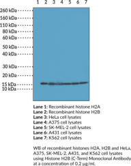 Immunogen: Peptide corresponding to the C-terminal region of human H2B • Host: Rabbit • Species Reactivity: (+) Vertebrates • Cross Reactivity: (+) H2B independent of PTMs; (-) H2A