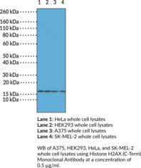 Immunogen: Peptide from the C-terminal region of human H2AX • Host: Rabbit • Species Reactivity: (+) Vertebrates • Cross Reactivity: (+) H2AX independent of PTMs; (-) Other histone proteins • Applications: ELISA