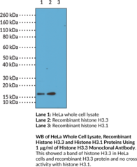 Immunogen: Peptide corresponding to human histone H3.3 • Host: Rabbit • Species Reactivity: (+) Vertebrates • Cross Reactivity: (+) H3.3 independent of PTMs; (-) H3.1