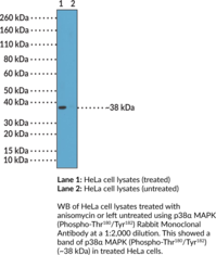 Immunogen: Peptide corresponding to human p38α MAPK (phospho-Thr180/Tyr182) • Host: Rabbit • Species Reactivity: (+) Human • Cross Reactivity: (+) p38α MAPK (phospho-Thr180/Tyr182); (-) Unmodified p38α MAPK