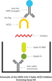 Cayman’s SARS-CoV-2 Spike-ACE2 Interaction Inhibitor Screening Assay Kit provides a robust and easy-to-use platform for identifying novel inhibitors of the SARS-CoV-2 spike and ACE2 interaction. The assay uses a recombinant rabbit Fc-tagged SARS-CoV-2 spike S1 RBD that binds to a plate precoated with a mouse anti-rabbit antibody. A recombinant His-tagged ACE2 protein binds the spike RBD and the complex is detected with an HRP-conjugated anti-His antibody