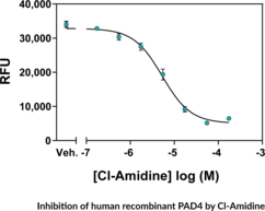 Protein Arginine Deiminase 4 (PAD4) is a guanidino-modifying enzyme that functions as a transcriptional coregulator catalyzing the conversion of specific arginine residues to citrulline. Substrates for PAD4 include histones H2A