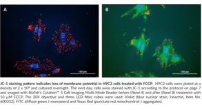 Mitochondrial membrane potential