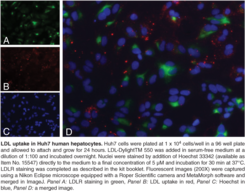 LDL uptake and its regulation are important therapeutic targets for atherosclerosis and related diseases. Cayman Chemical’s LDL Uptake Cell-Based Assay employs a preparation of human LDL conjugated to Dylight™ 550 as a fluorescent probe for detection of LDL uptake into cultured cells. A LDL receptor-specific antibody and a Dylight™ 488-conjugated secondary antibody are included in the kit for identifying the distribution of LDL receptors. The kit provides a convenient tool for studying LDL uptake and its regulation at the cellular level.