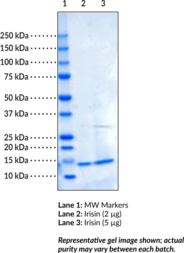 Source:  recombinant protein expressed in E. coli. An N-terminal His-tag and SUMOpro tag were removed by cleavage with SUMO protease 1 (Ulp1). • Mr:  12.4 kDa