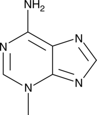 A specific inhibitor of PI3K activity and a widely used inhibitor of the autophagy; at 5 mM