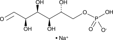 A fundamental component of glucose metabolism involved in the homeostatic regulation of blood glucose levels by participating in glycolysis