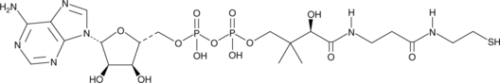 An intermediate in the biosynthesis of CoA from pantothenic acid; phosphorylated by CoA synthase in humans to form CoA; can be used as a transcription initiator in the synthesis of CoA-RNA by in vitro transcription