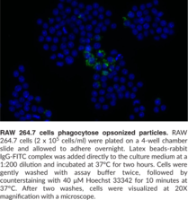 Cayman’s Phagocytosis Assay Kit (IgG FITC) employs latex beads coated with fluorescently-labeled rabbit IgG as a probe for the measurement of the phagocytic process in vitro. The engulfed fluorescent beads can be detected using a fluorescence microscope