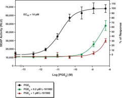 The EP4 receptor is one of four GPCRs that mediate the actions of prostaglandin E2 (PGE2). The diverse effects of PGE2 acting via EP4 receptors point to the need to identify novel agonists and antagonists