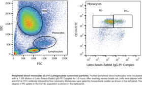 Cayman’s Phagocytosis Assay Kit (IgG PE) employs latex beads coated with fluorescently-labeled rabbit IgG as a probe for the measurement of the phagocytic process in vitro. The engulfed fluorescent beads can be detected using a fluorescence microscope