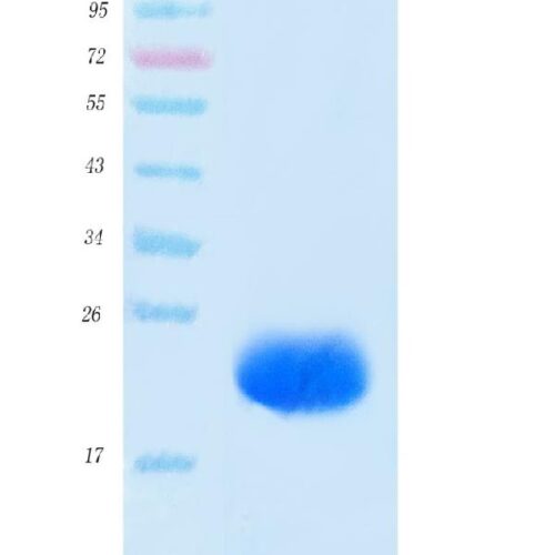 SARS-CoV-2 (COVID-19) NSP8 Protein