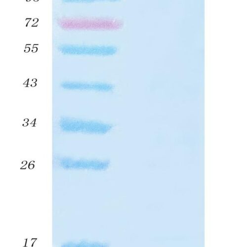 SARS-CoV-2 (COVID-19) NSP9 Protein