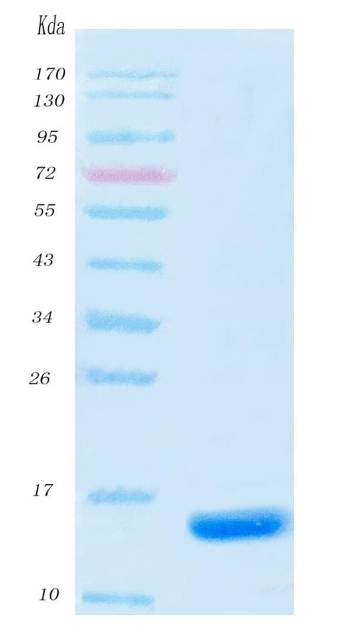 SARS-CoV-2 (COVID-19) NSP9 Protein